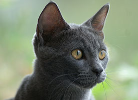 Russian Blue Cat