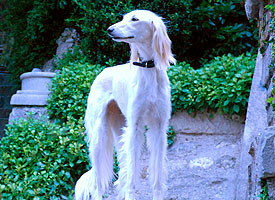 Saluki Dog